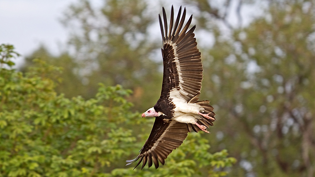 White-headed Vulture [Trigonoceps occipitalis]