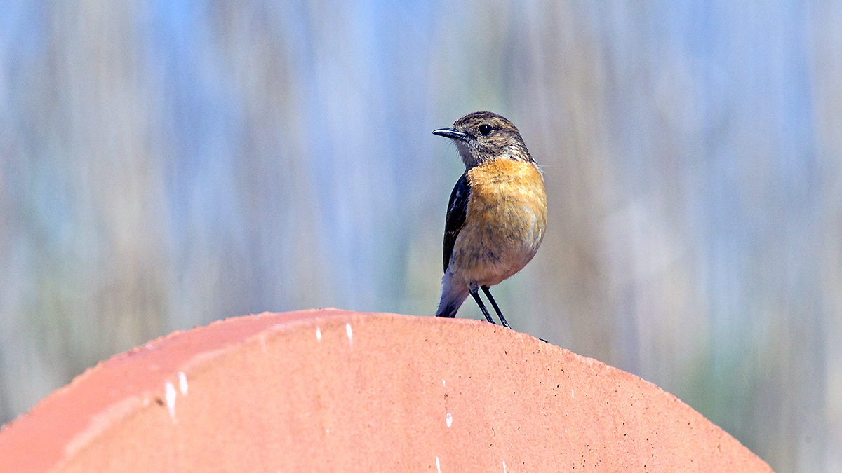 African Stonechat [Saxicola torquatus stonei]