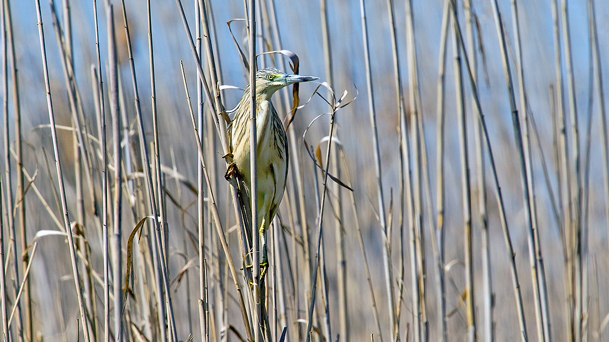 Squacco Heron [Ardeola ralloides]