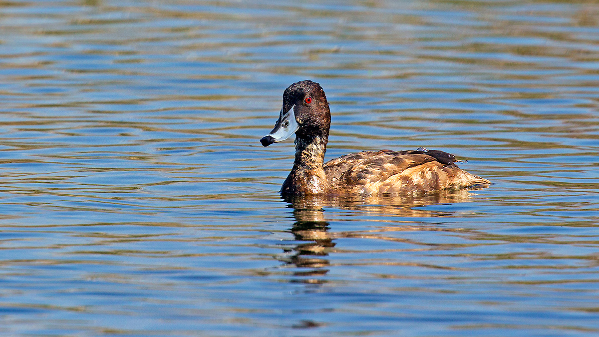 Southern Pochard [Netta erythrophthalma brunnea]