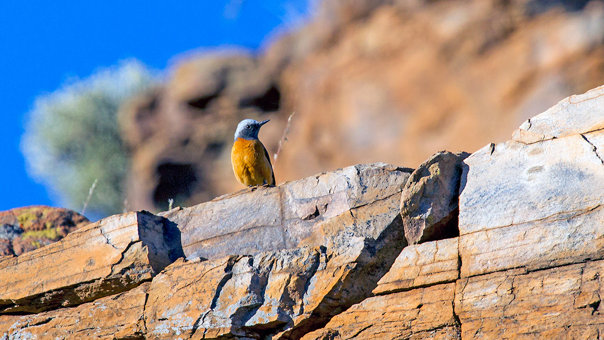 Short-toed Rock Thrush [Monticola brevipes brevipes]