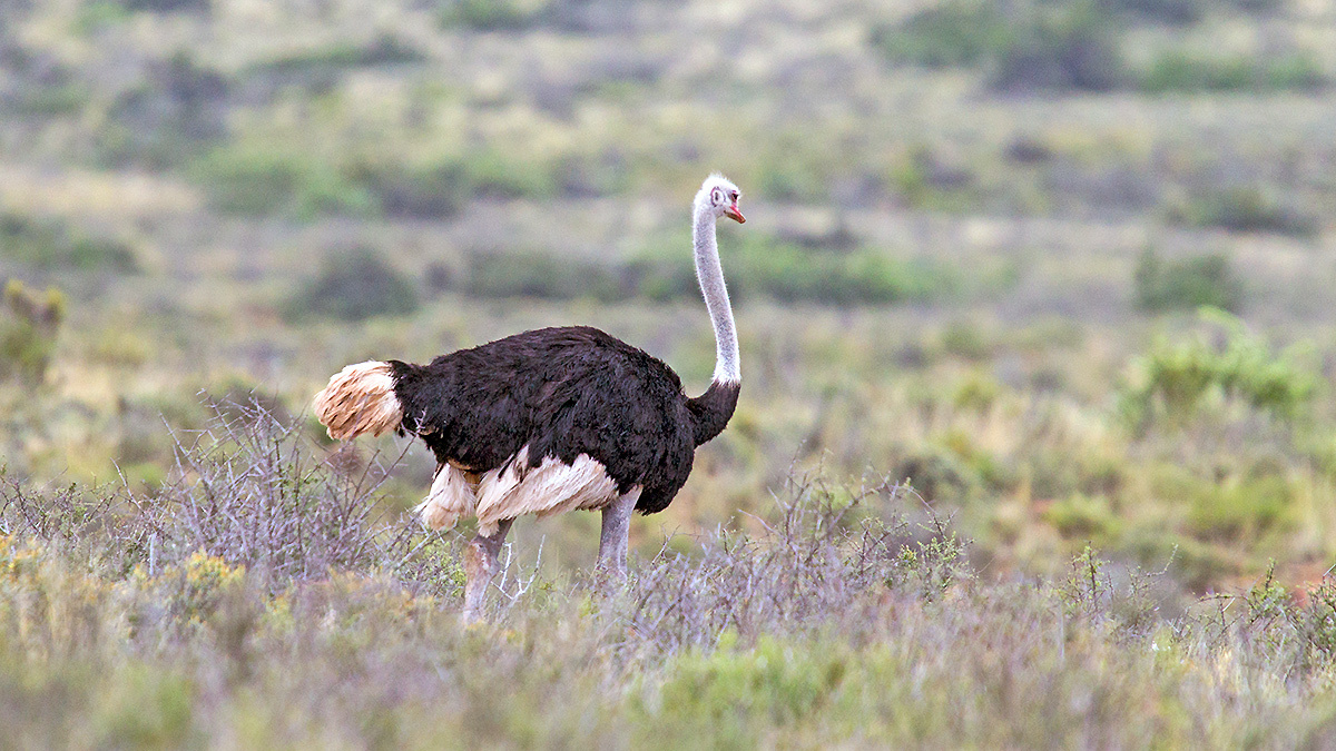 Common Ostrich [Struthio camelus australis]