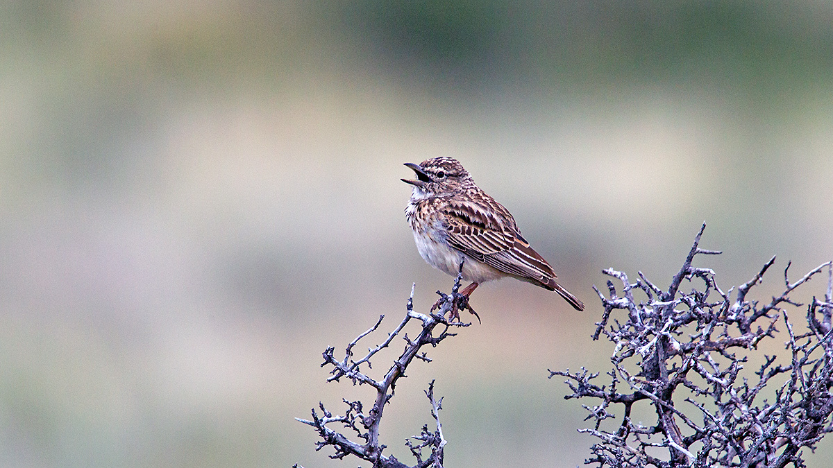 Sabota Lark [Calendulauda sabota bradfieldi]