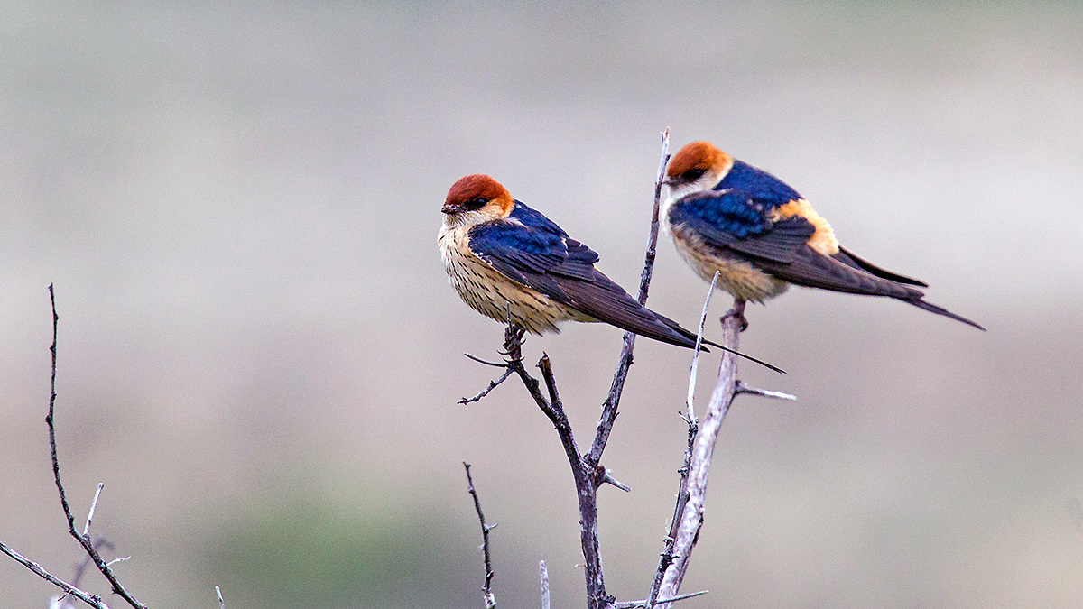Greater Striped Swallow [Cecropis cucullata]