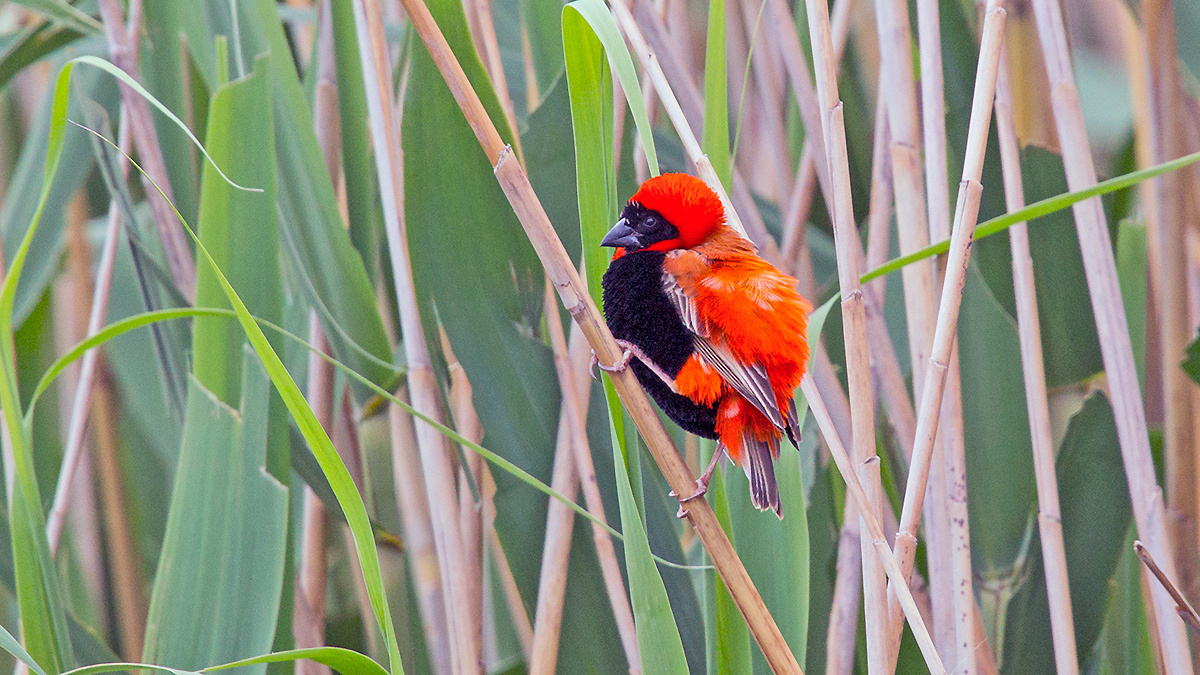 Southern Red Bishop [Euplectes orix]