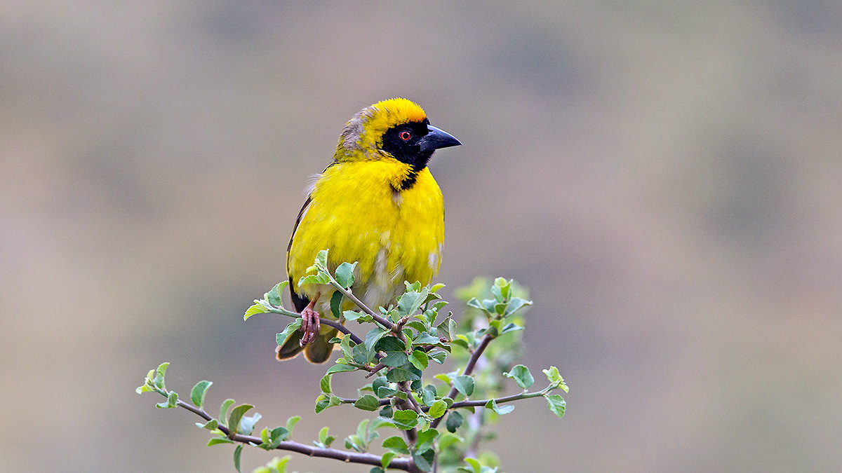 Southern Masked Weaver [Ploceus velatus]