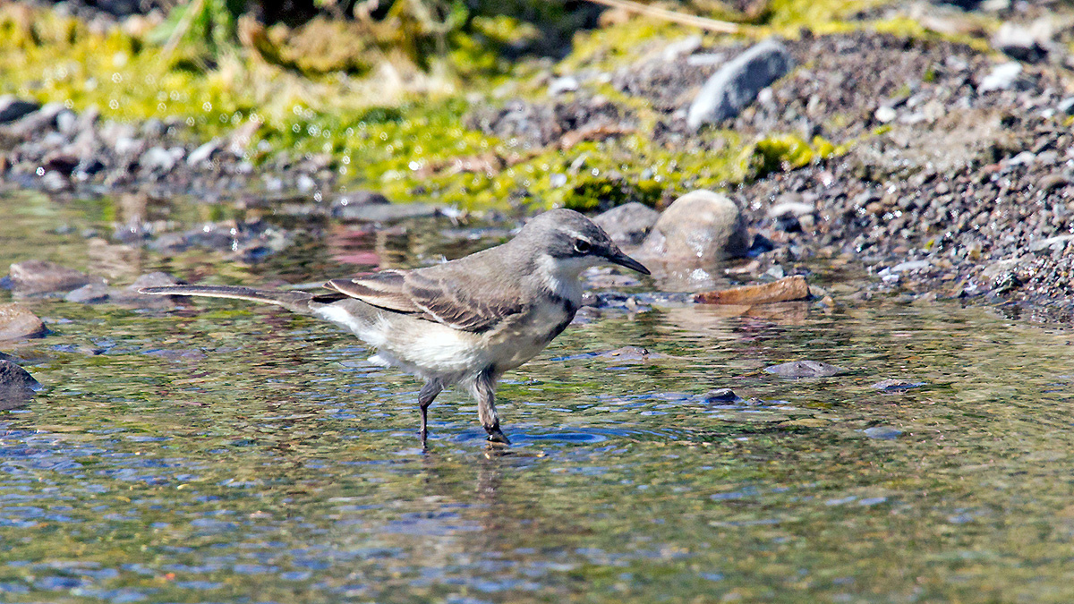 Cape Wagtail [Motacilla capensis capensis]