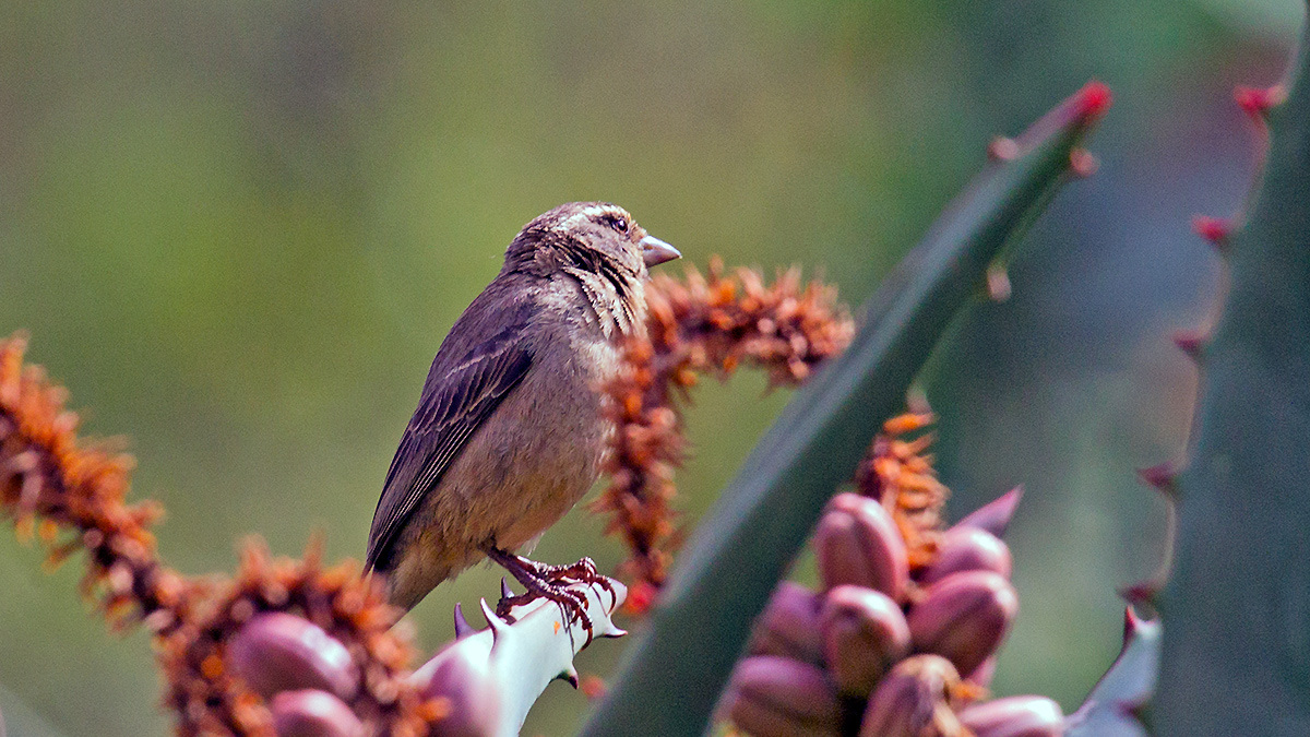 Streaky-headed Seedeater [Crithagra gularis humilis]