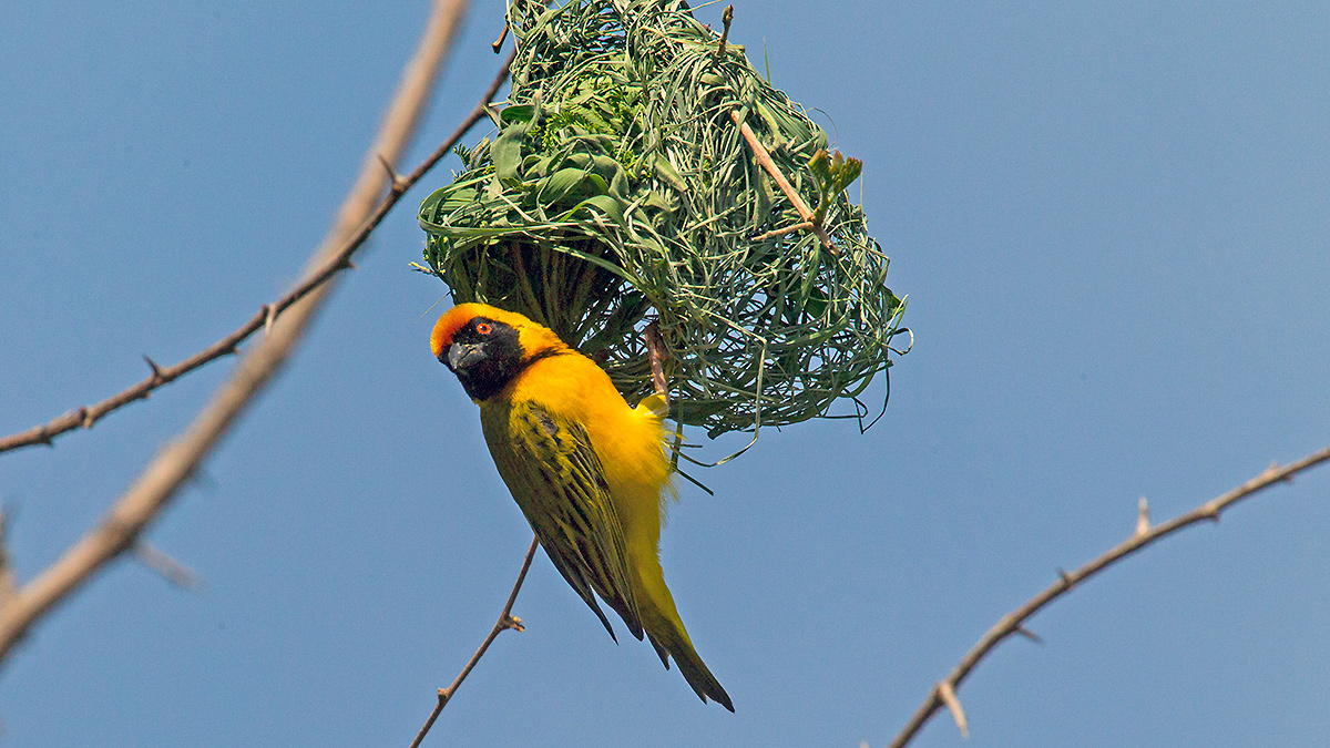 Southern Masked Weaver [Ploceus velatus]