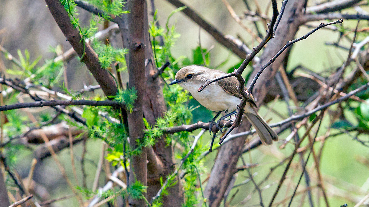 Marico Flycatcher [Bradornis mariquensis mariquensis]