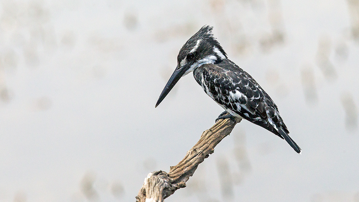 Pied Kingfisher [Ceryle rudis rudis]