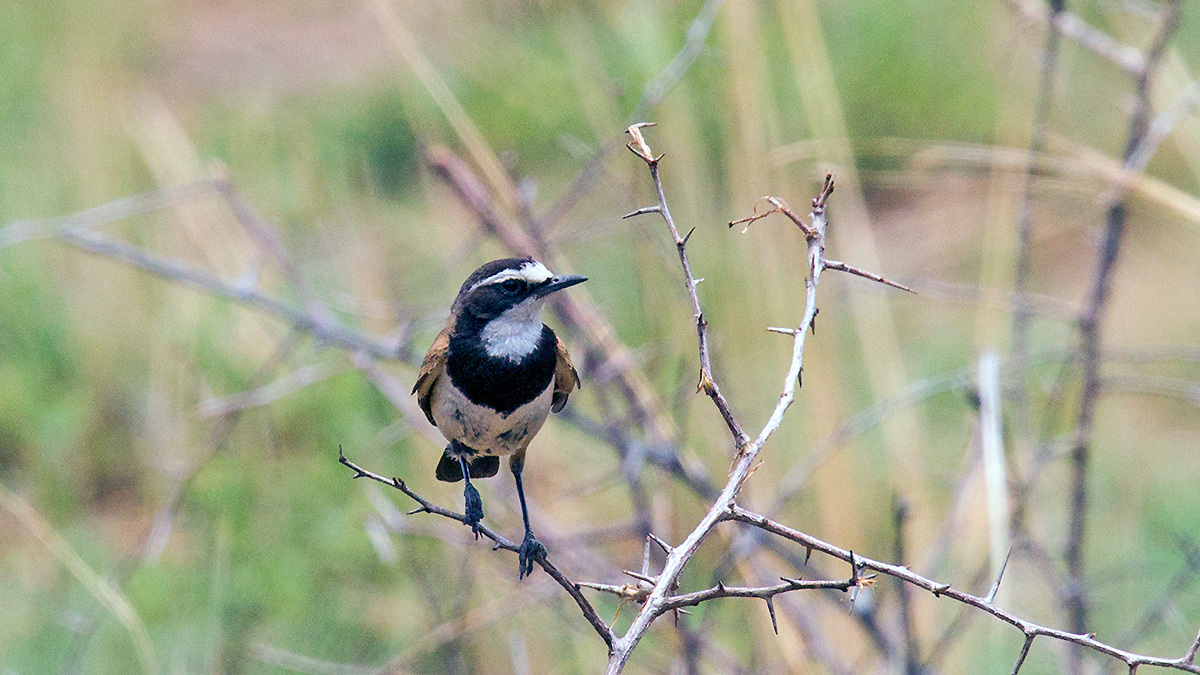 Capped Wheatear [Oenanthe pileata pileata]
