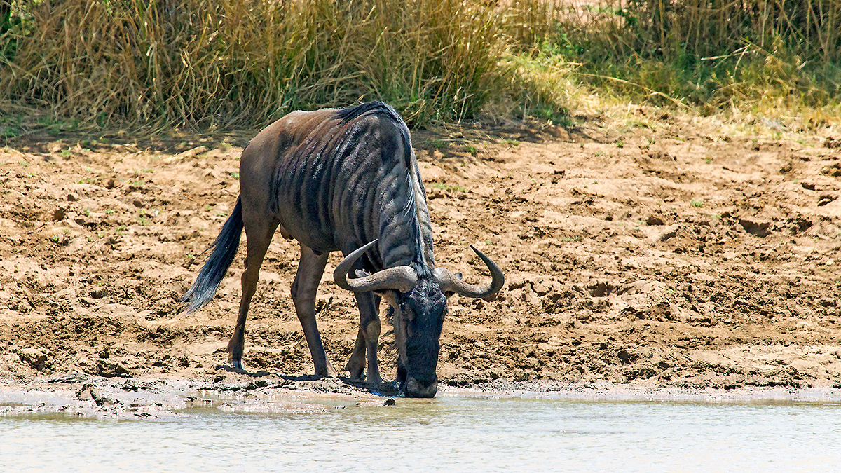Blue Wildebeest [Connochaetes taurinus taurinus]