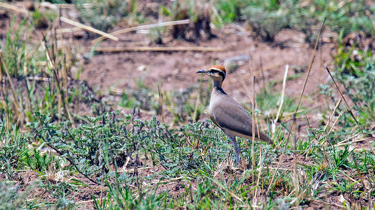 Temminck's Courser [Cursorius temminckii ruvanensis]