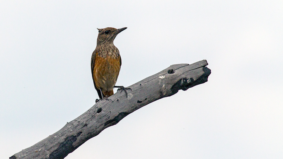 Cape Rock Thrush [Monticola rupestris]