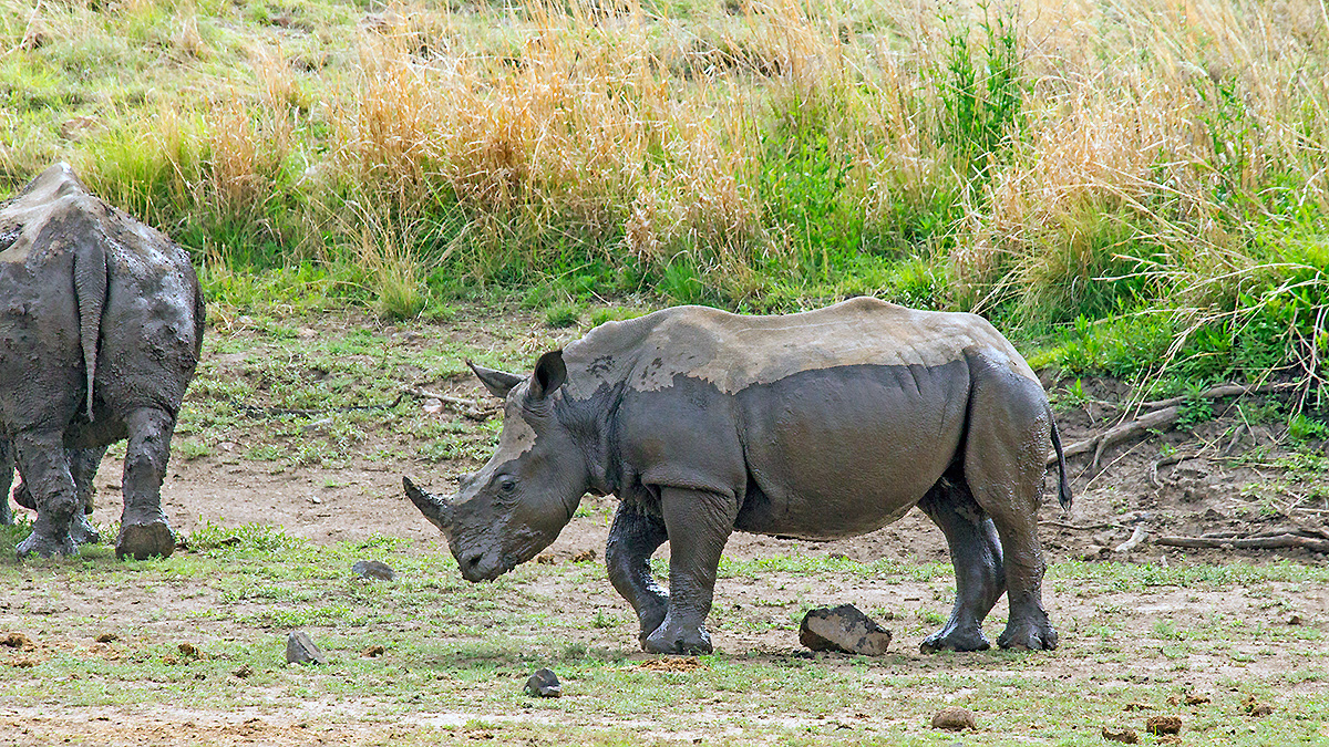 White Rhinoceros [Ceratotherium simum simum]
