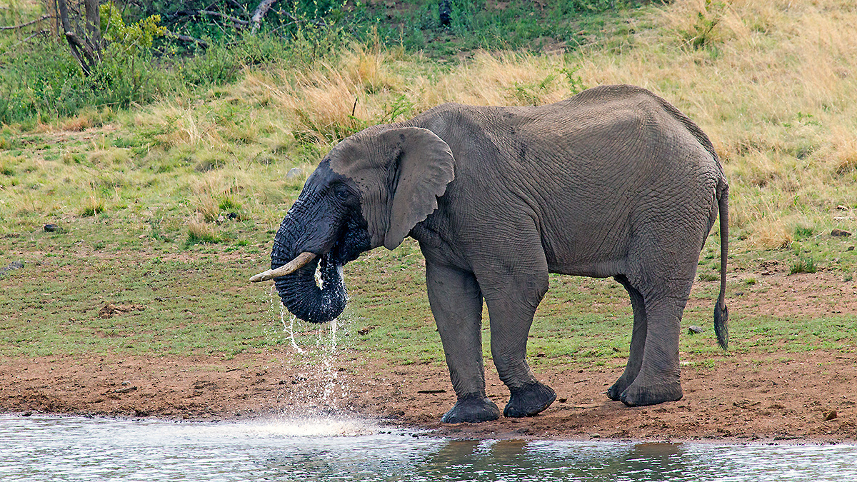 African Bush Elephant [Loxodonta africana]