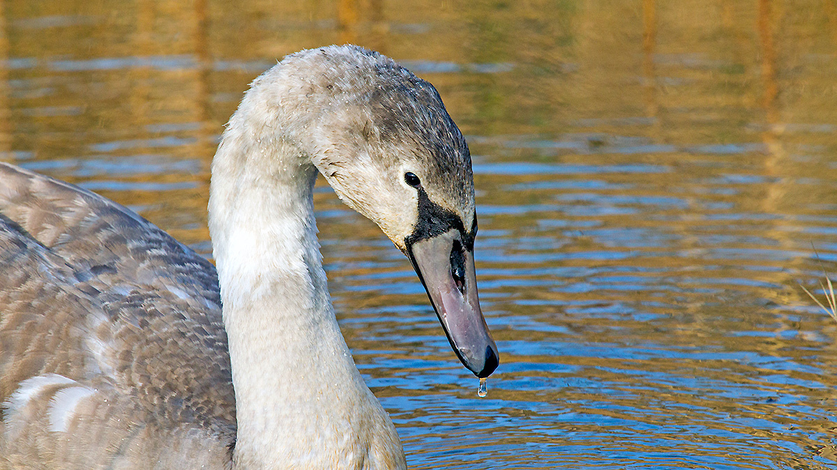 Mute Swan [Cygnus olor]
