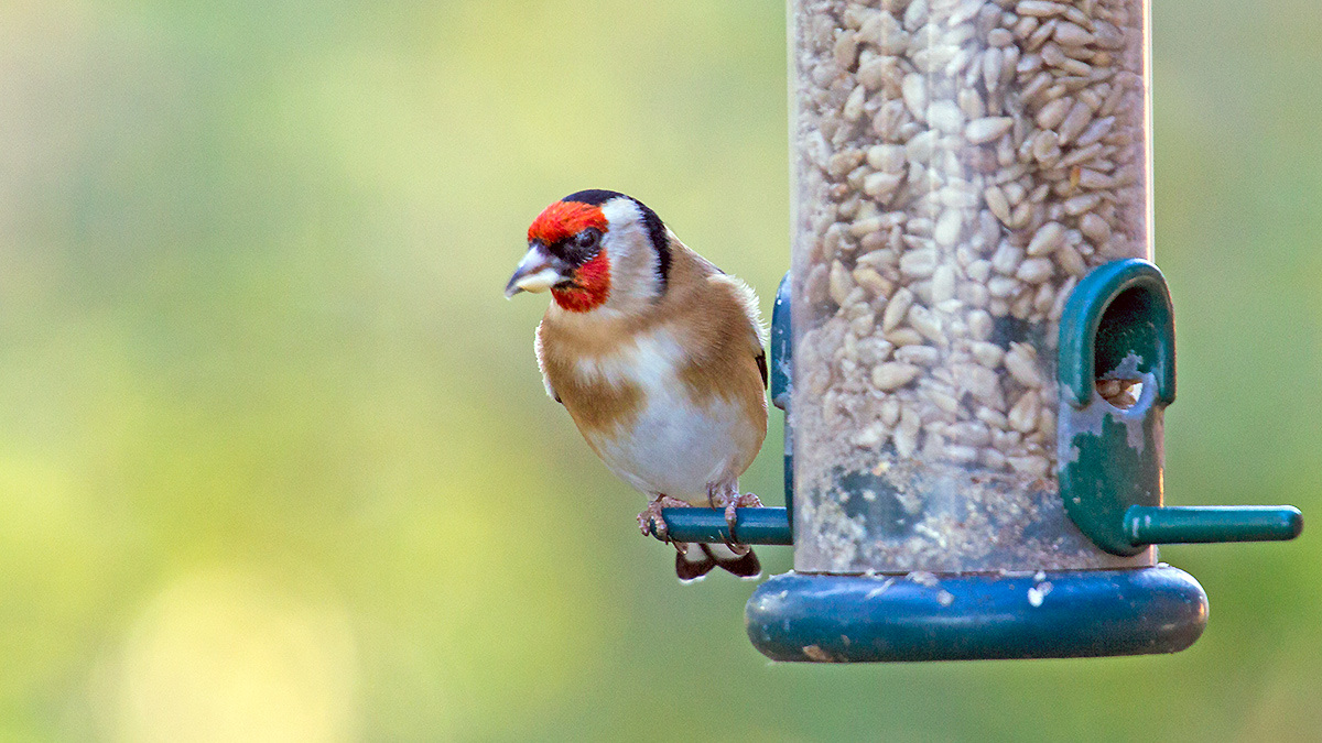 European Goldfinch [Carduelis carduelis britannica]