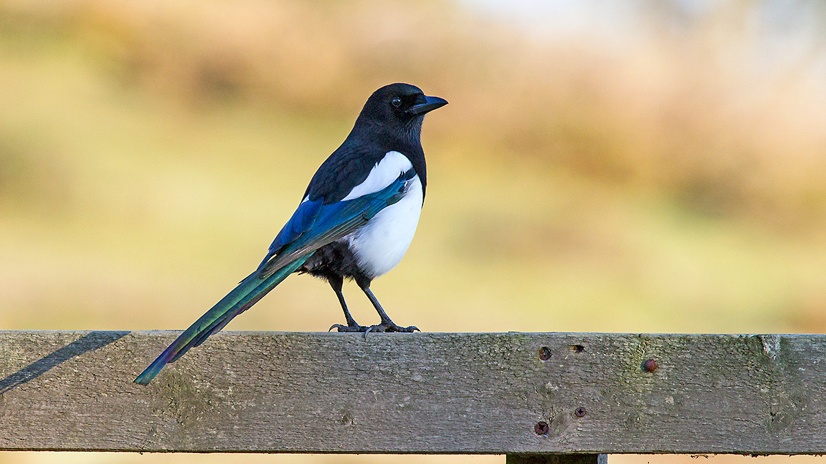 Eurasian Magpie [Pica pica pica]