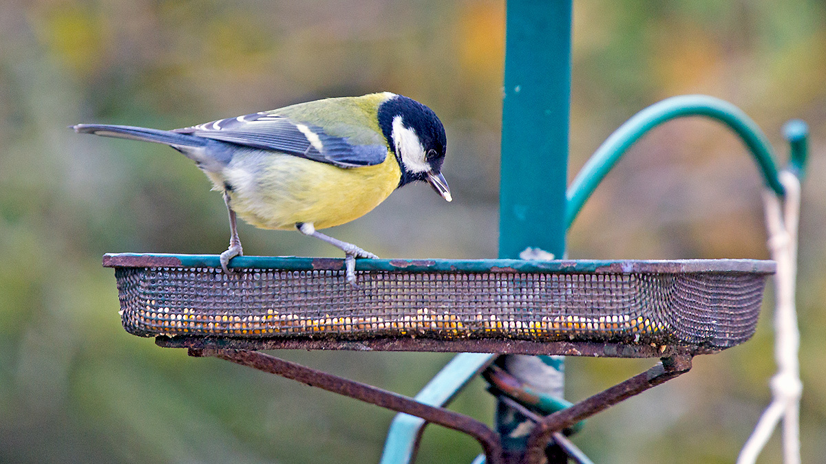 Great Tit [Parus major newtoni]