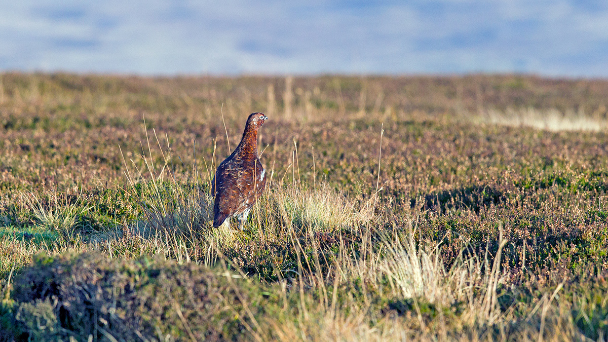Red Grouse [Lagopus scotica]