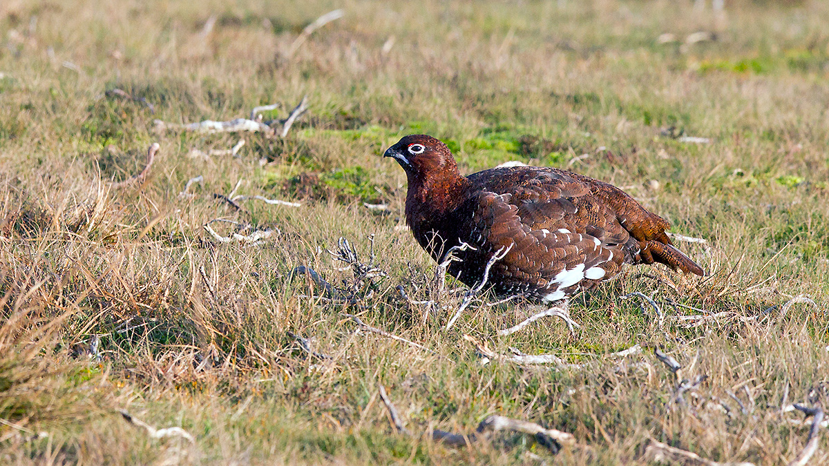 Red Grouse [Lagopus scotica]