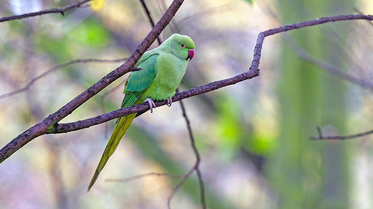 Rose-ringed Parakeet [Psittacula krameri manillensis]