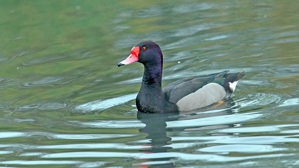 Rosy-billed Pochard [Netta peposaca]