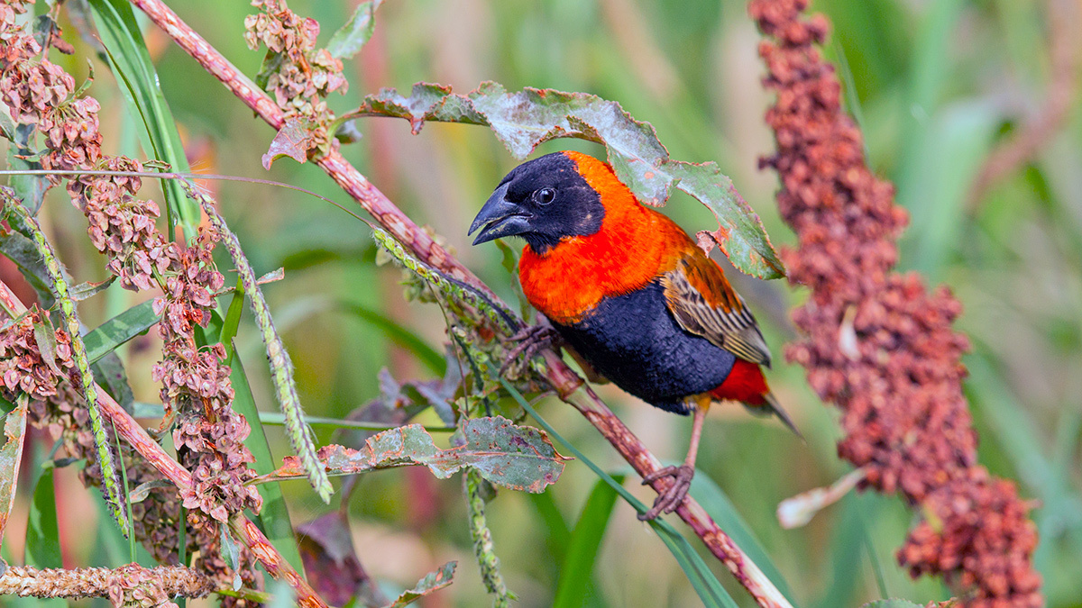 Southern Red Bishop [Euplectes orix]