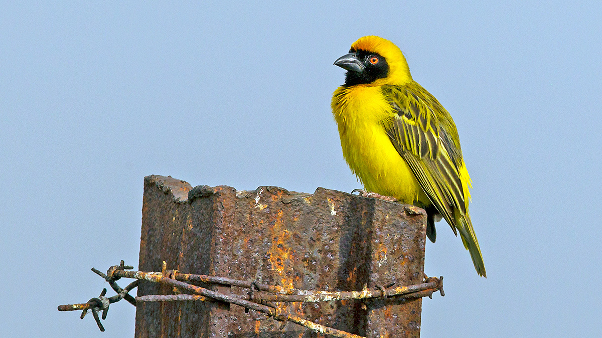 Southern Masked Weaver [Ploceus velatus]