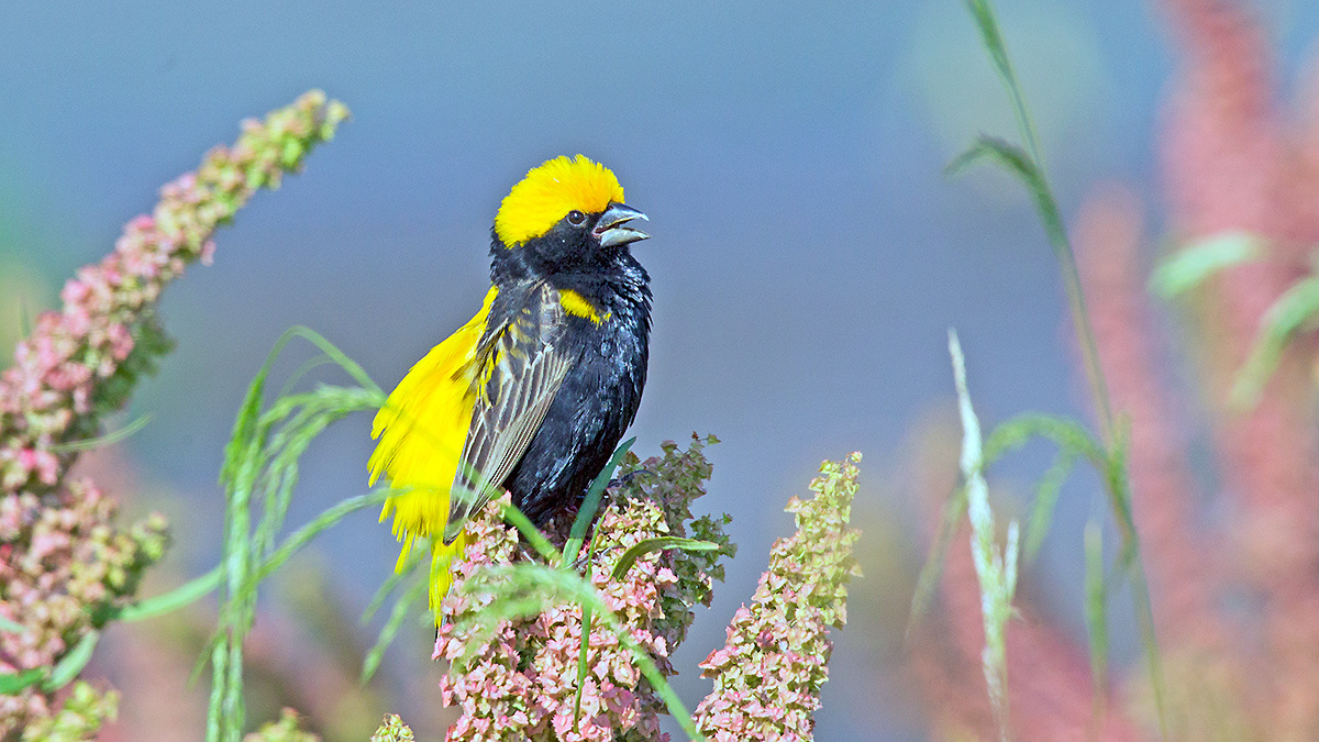 Yellow-crowned Bishop [Euplectes afer taha]