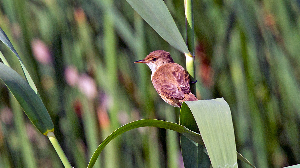 Lesser Swamp Warbler [Acrocephalus gracilirostris gracilirostris]