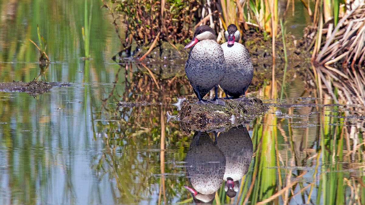 Red-billed Teal [Anas erythrorhyncha]