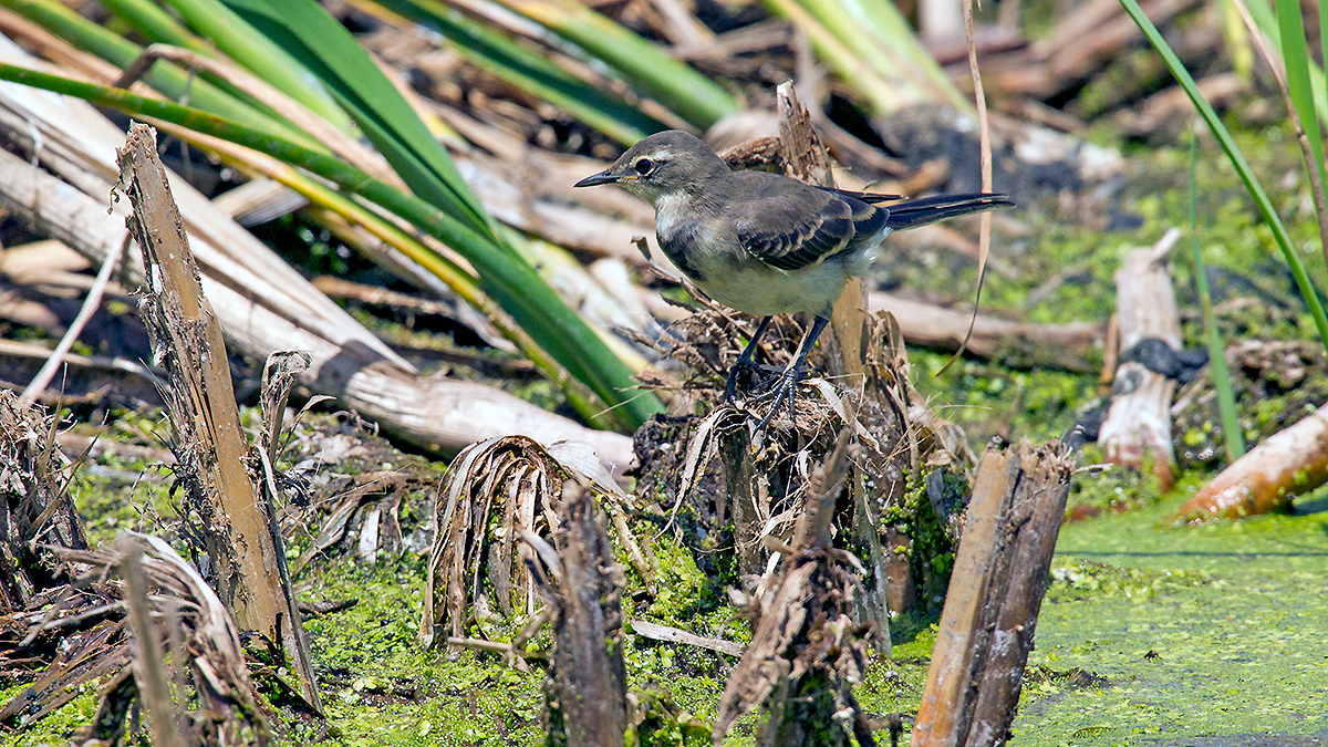 Cape Wagtail [Motacilla capensis capensis]