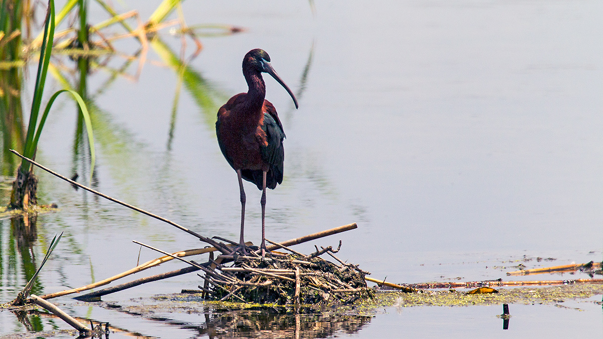 Glossy Ibis [Plegadis falcinellus]