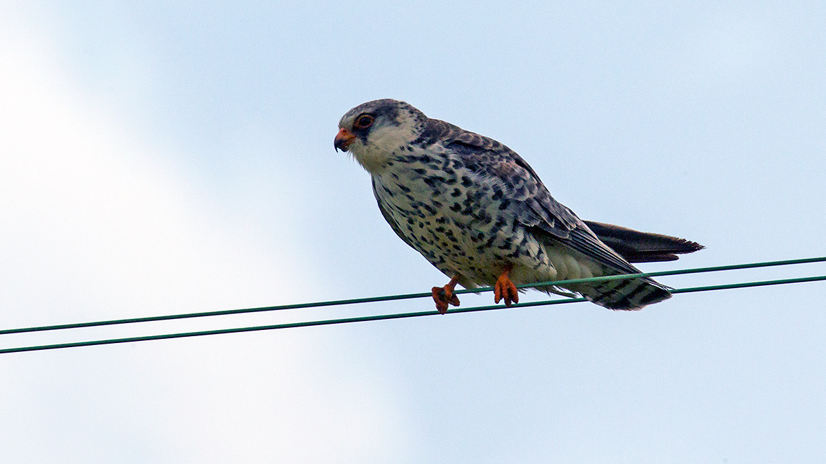 Amur Falcon [Falco amurensis]
