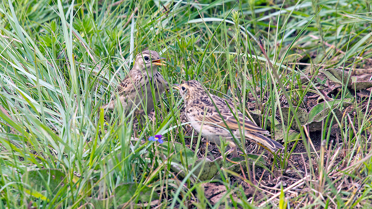 African Pipit [Anthus cinnamomeus rufuloides]