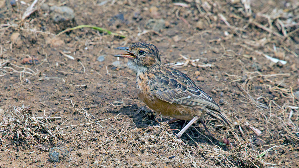 Spike-heeled Lark [Chersomanes albofasciata alticola]