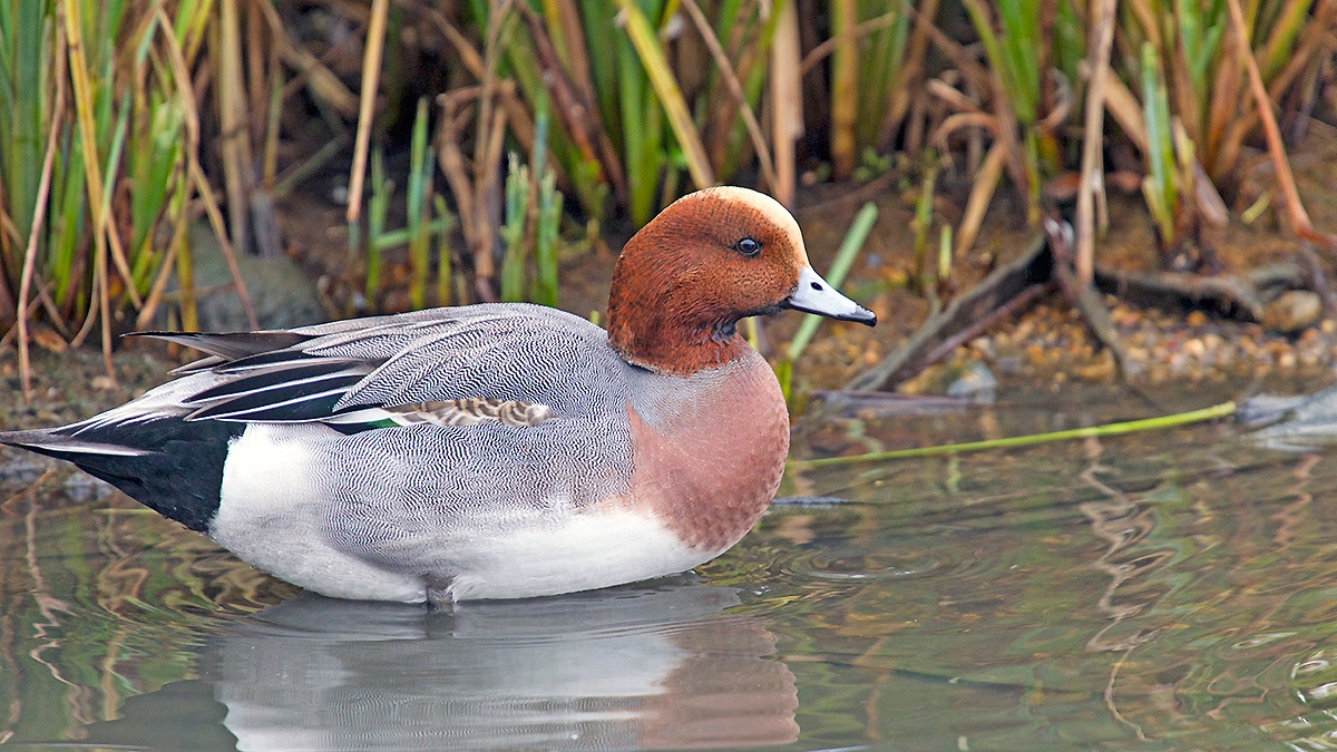 Eurasian Wigeon [Mareca penelope]