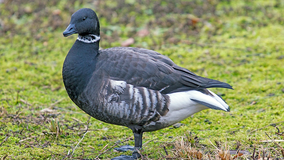 Brant Goose [Branta bernicla bernicla]