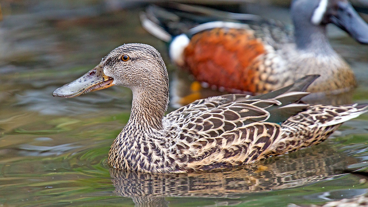 Northern Shoveler [Spatula clypeata]