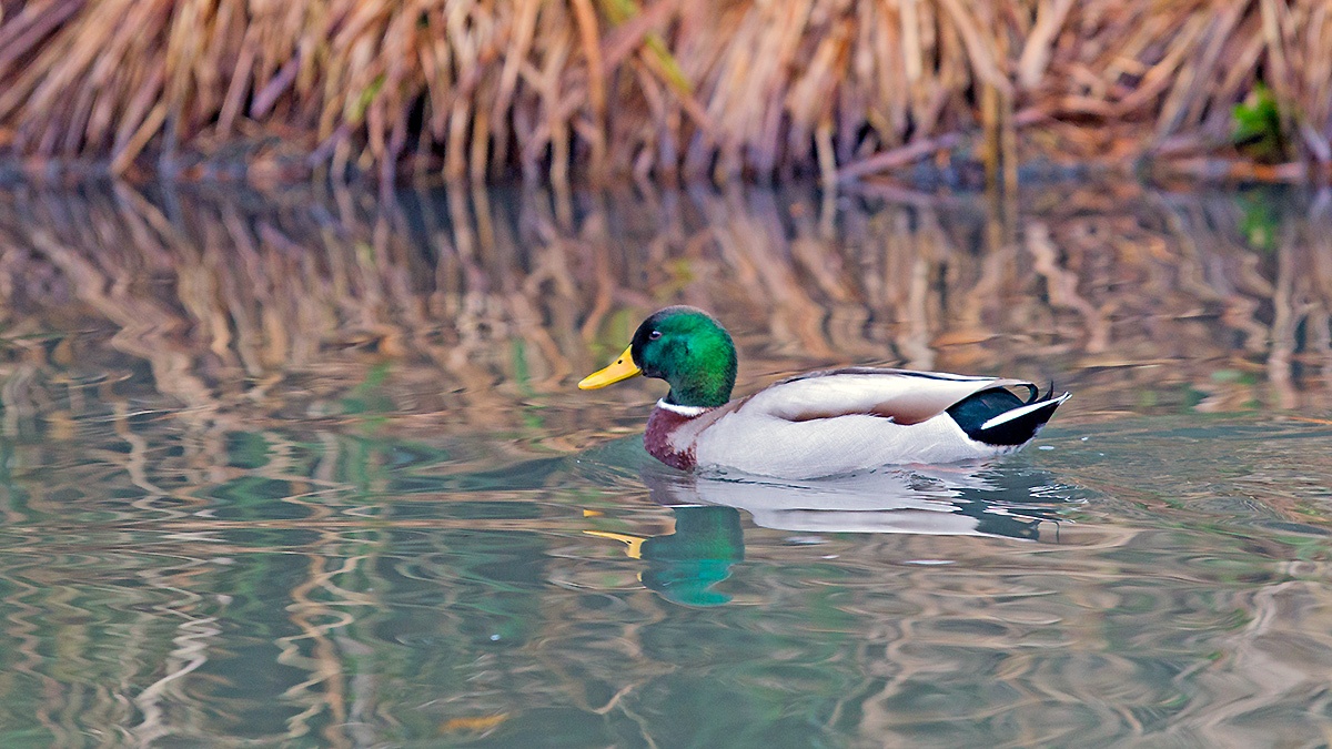 Mallard [Anas platyrhynchos]