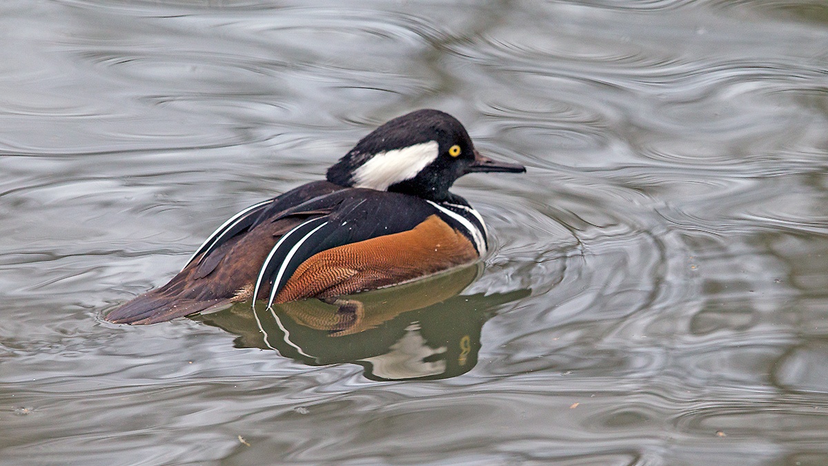 Hooded Merganser [Lophodytes cucullatus]