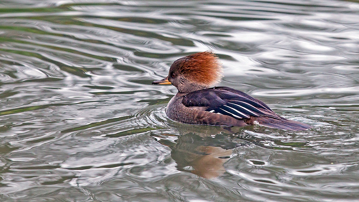 Hooded Merganser [Lophodytes cucullatus]