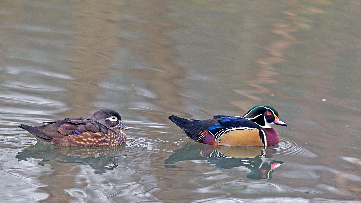 Wood Duck [Aix sponsa]