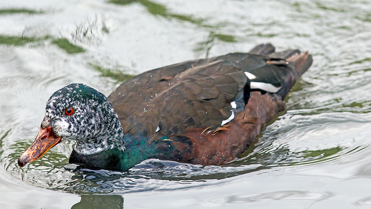 White-winged Duck [Asarcornis scutulata]