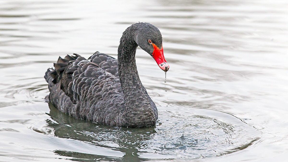 Black Swan [Cygnus atratus]