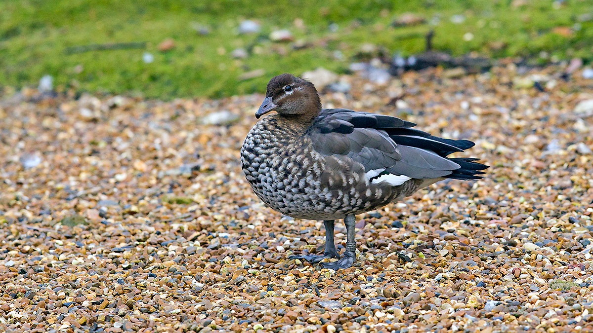 Maned Duck [Chenonetta jubata]