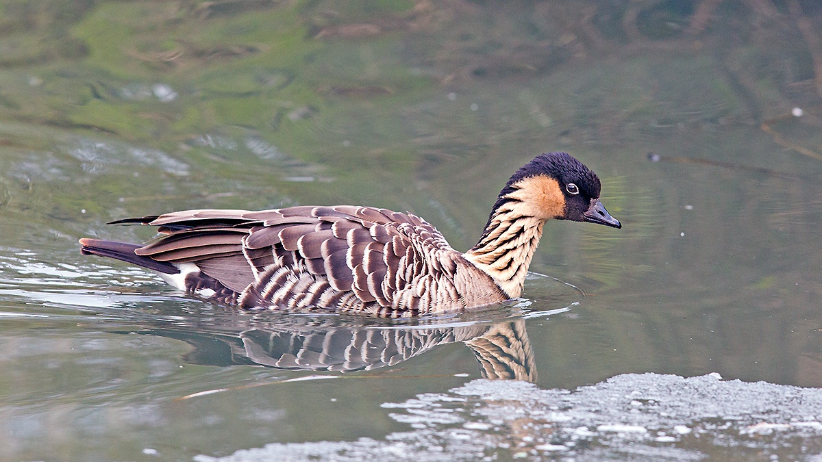 Nene [Branta sandvicensis]